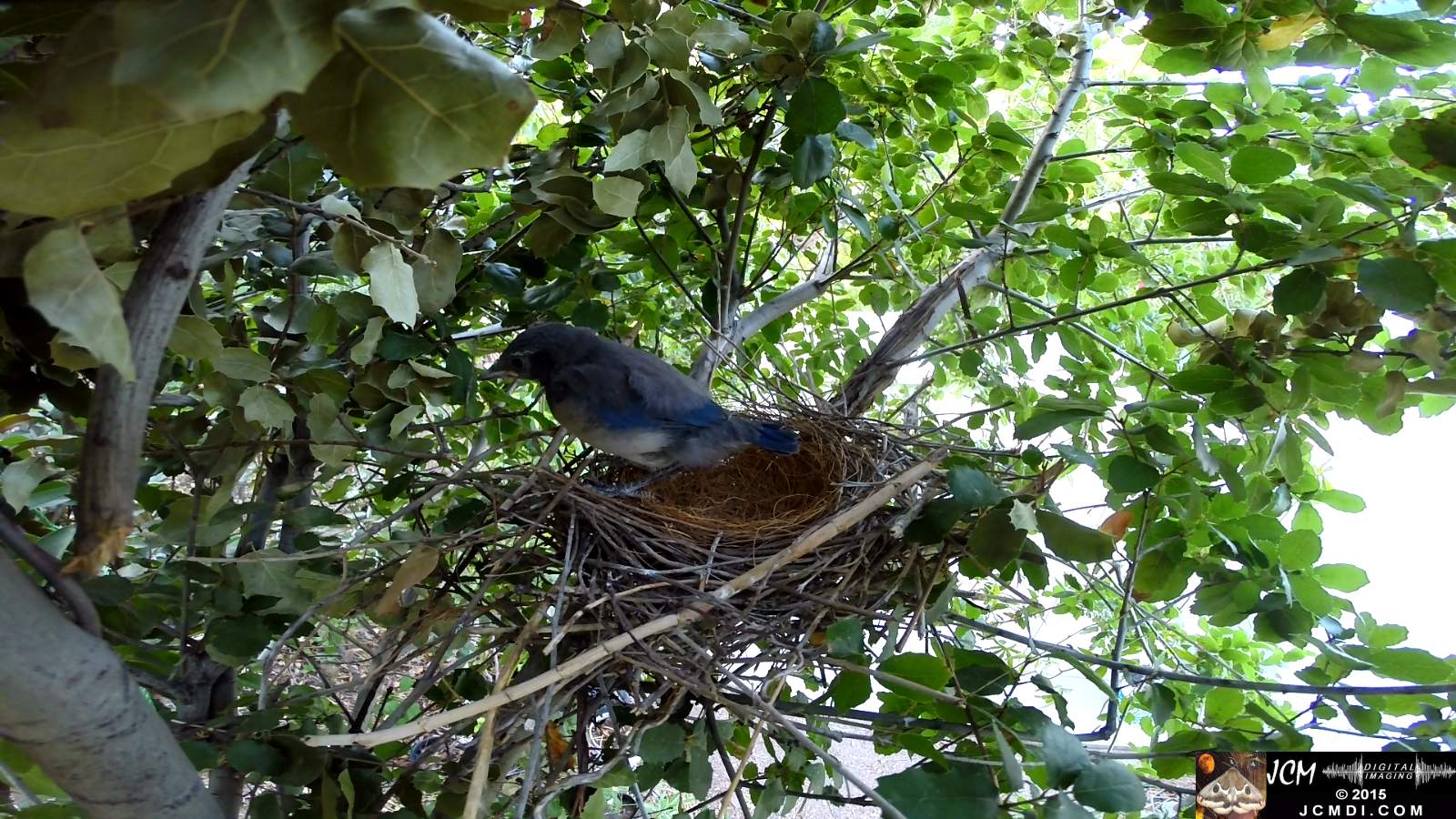 Scrub Jay Documentary one chick left in nest watches other one leave (out of view)